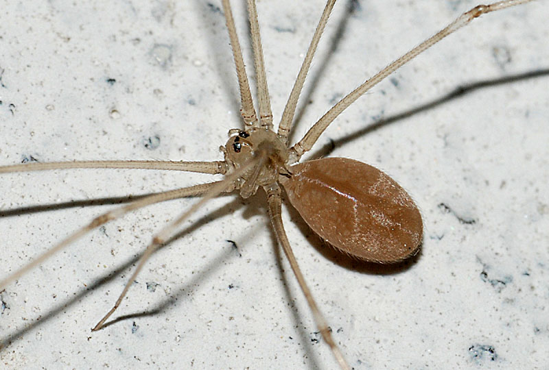 Pholcus phalangioides - Toano (RE)